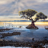 Tree Of Life - Awakening Call